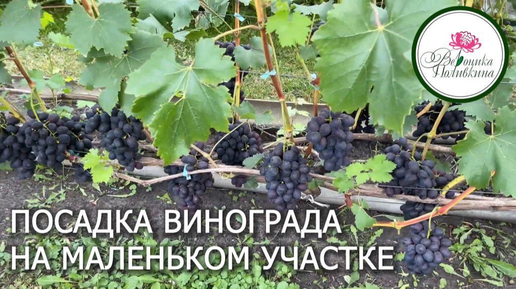 СЕКРЕТЫ ПОСАДКИ ВИНОГРАДА В МАЛЕНЬКОМ САДУ