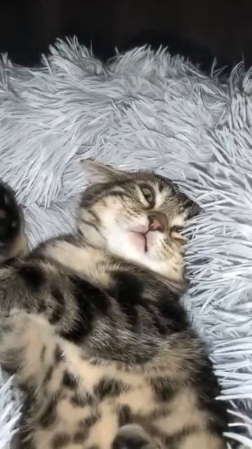 Когда уснул во время игры 😺