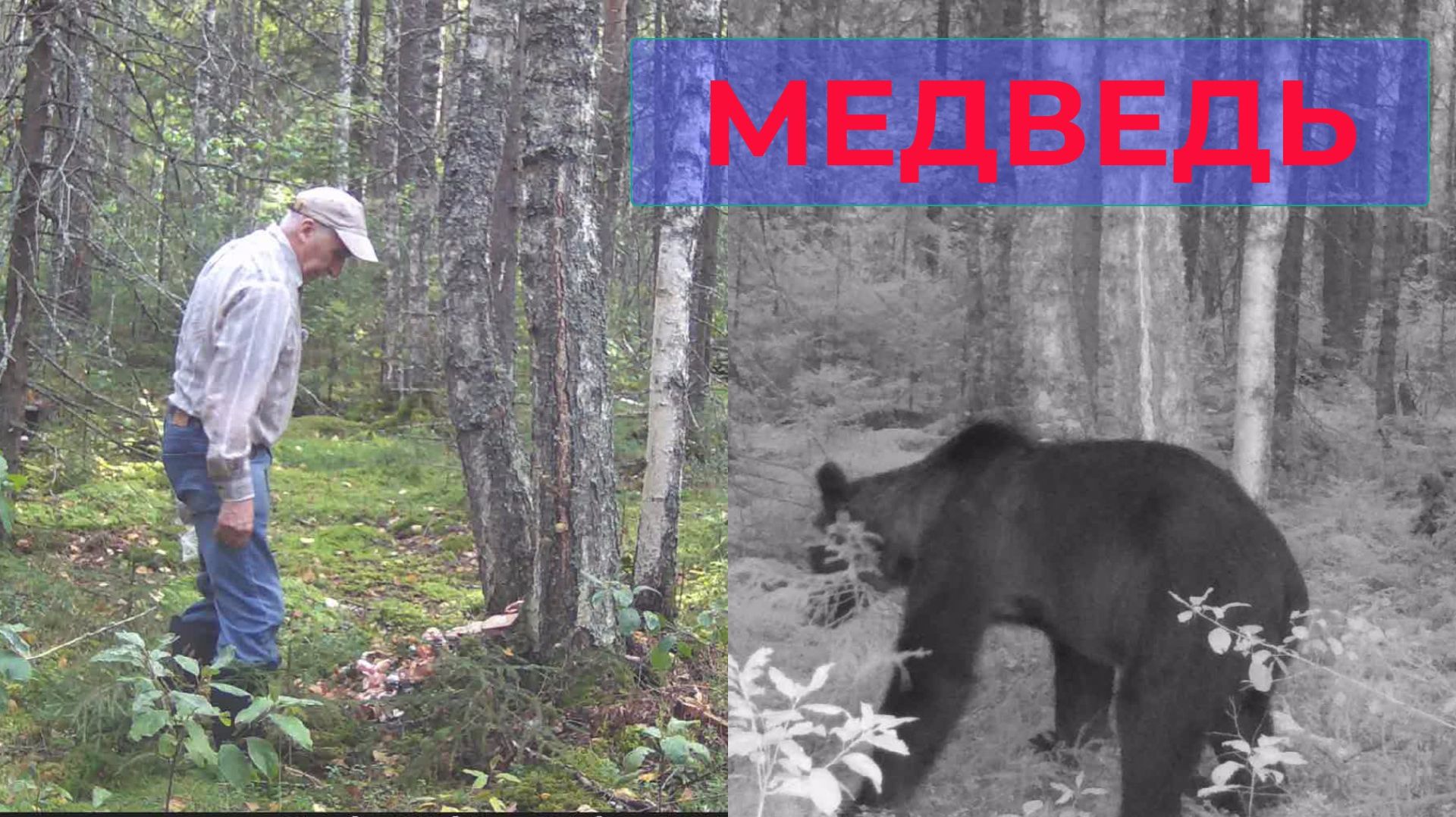 Медведь и Белка и Оптимист