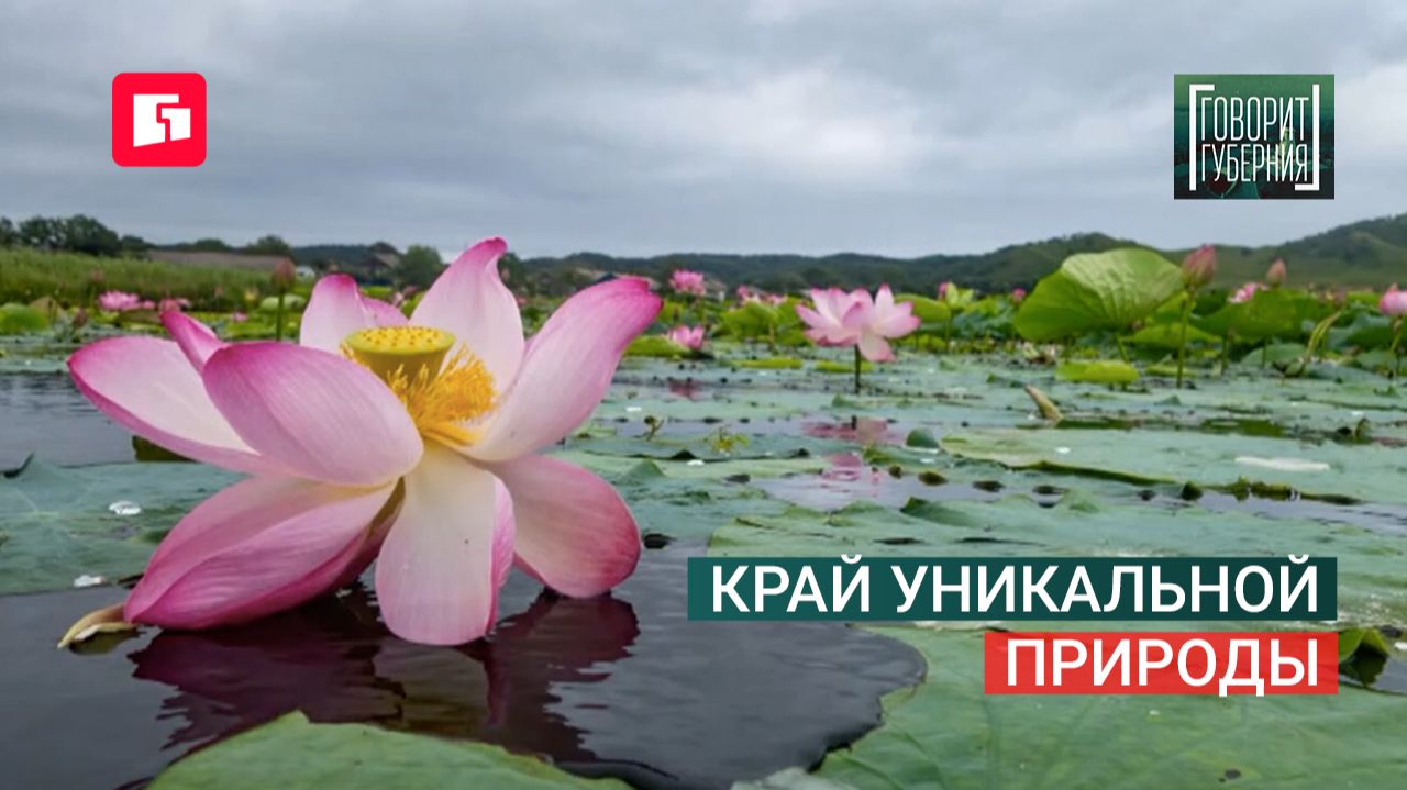 Политпрайм