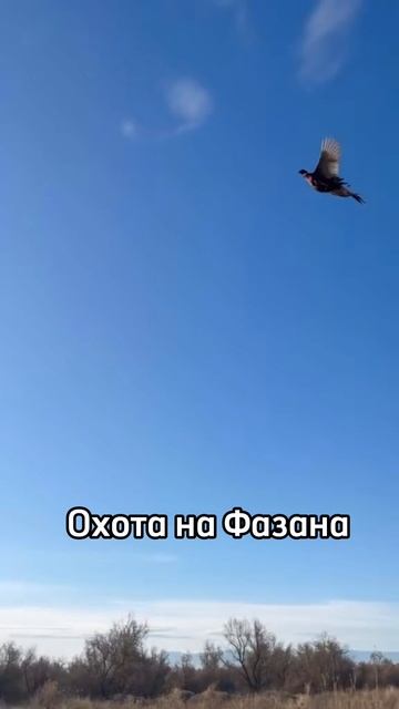 Охота на фазана 🎯