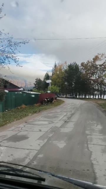 Осеннее утро