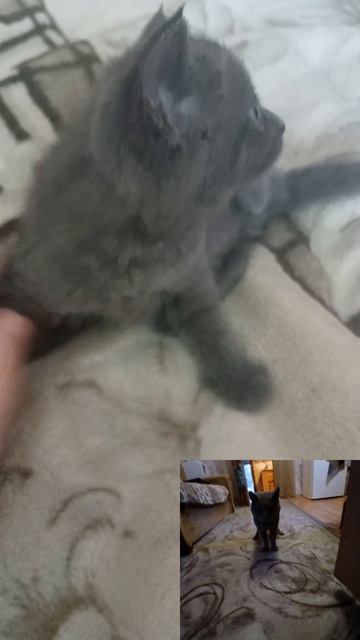 обзор на маленьких котят 🐱