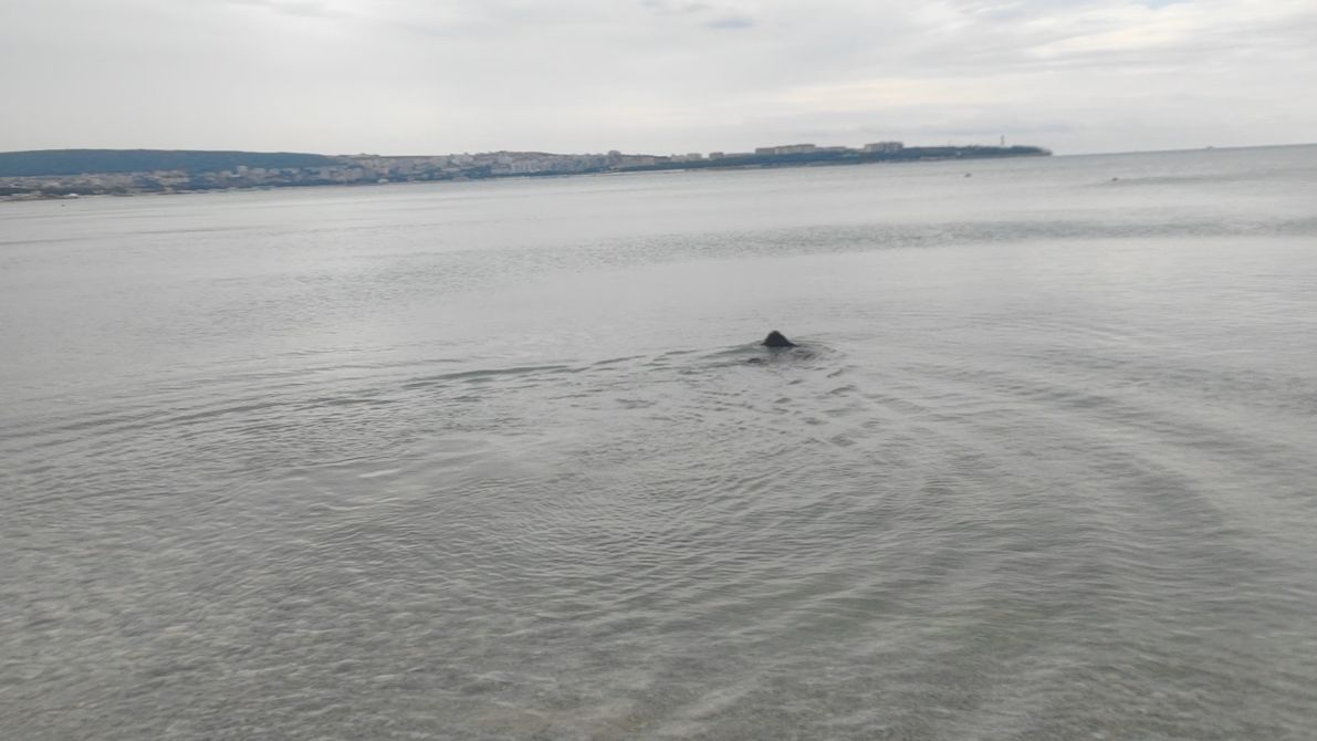 Гуляем на море с собаками