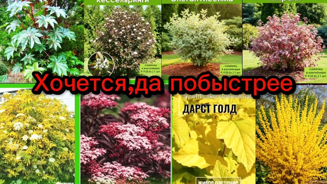 Садовые страсти! Хочу всё и сразу!