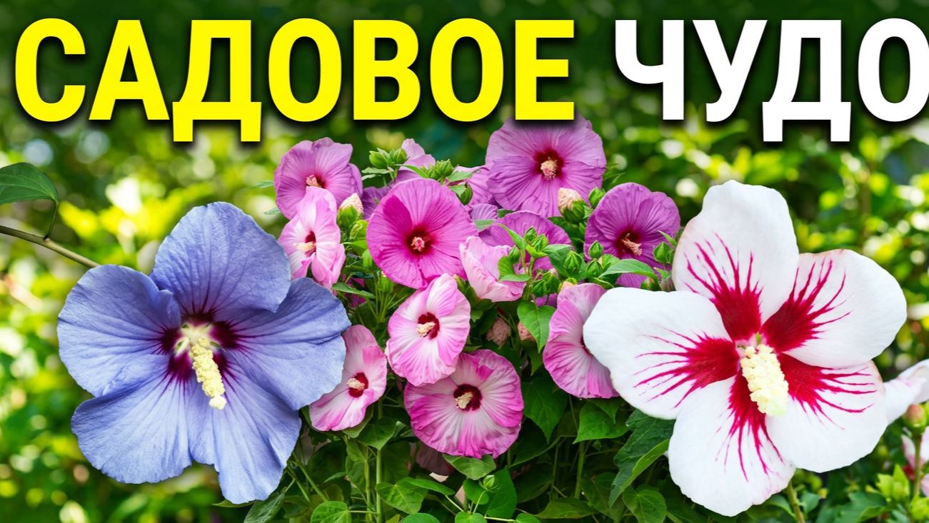 Галерея Цветов.Цветы остатки рая на земле. Все о прекрасном мире цветов созданных Богом!