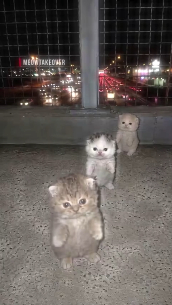 КОТЫ ЭДИТ BY @justsmileex |  Montagem Gritos Telento 3 X Wa Wa Wa Slowed