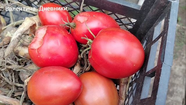 Паста Амишей. обзор томата паста амишей. сезон 2026. Тверская область.