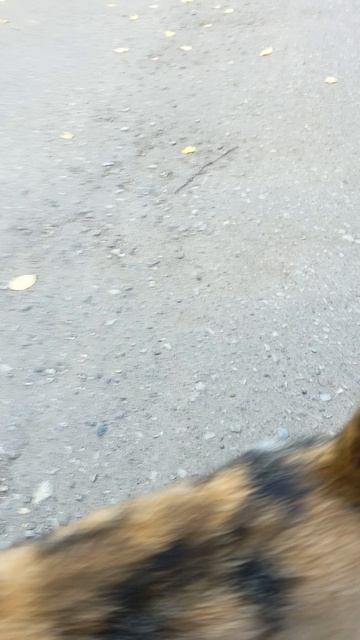 Ко мне подошла трёхцветная кошка 🍁