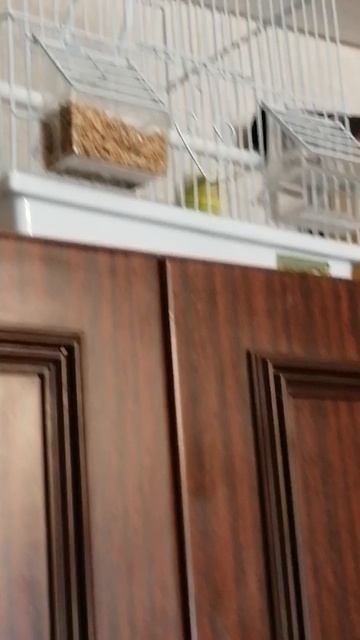 Иннакентийкешапопугай