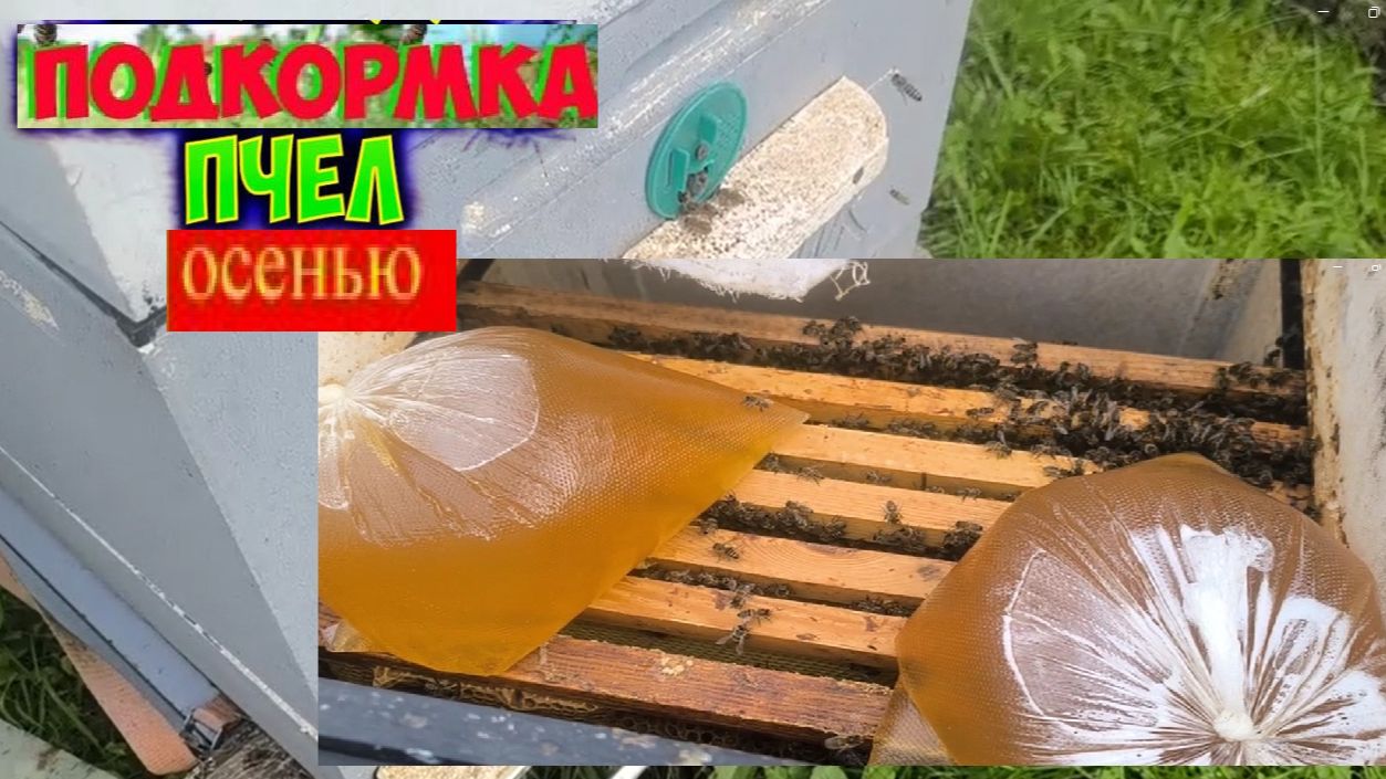 Будни начинающего пчеловода