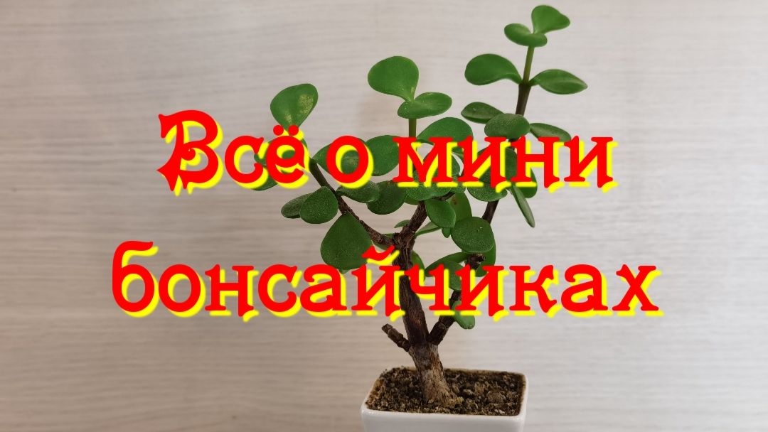 Бонсай из  Суккулентов, Денежного дерева, Крассула, Толстянка.