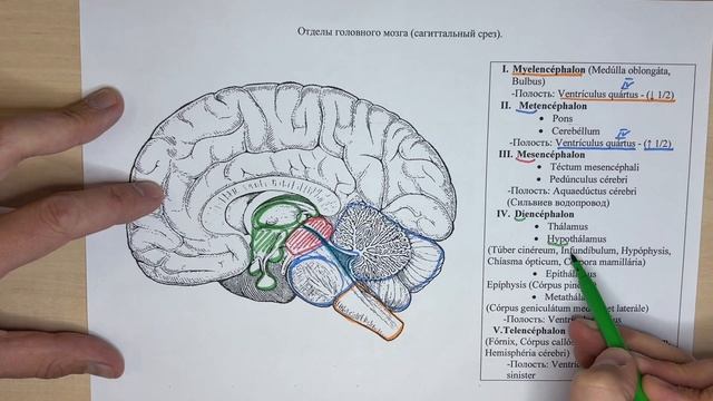 Отделы головного мозга (сагиттальный срез)