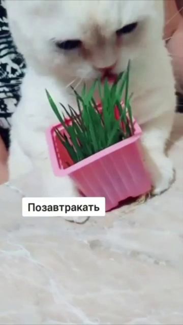 Смешные коты #125-7