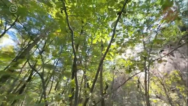 «По Уссурийскому краю». О лещине маньчжурской.