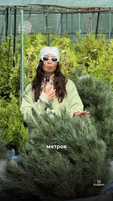 ЭТА сосна НЕ ЗАХВАТИТ весь участок 🌲👌