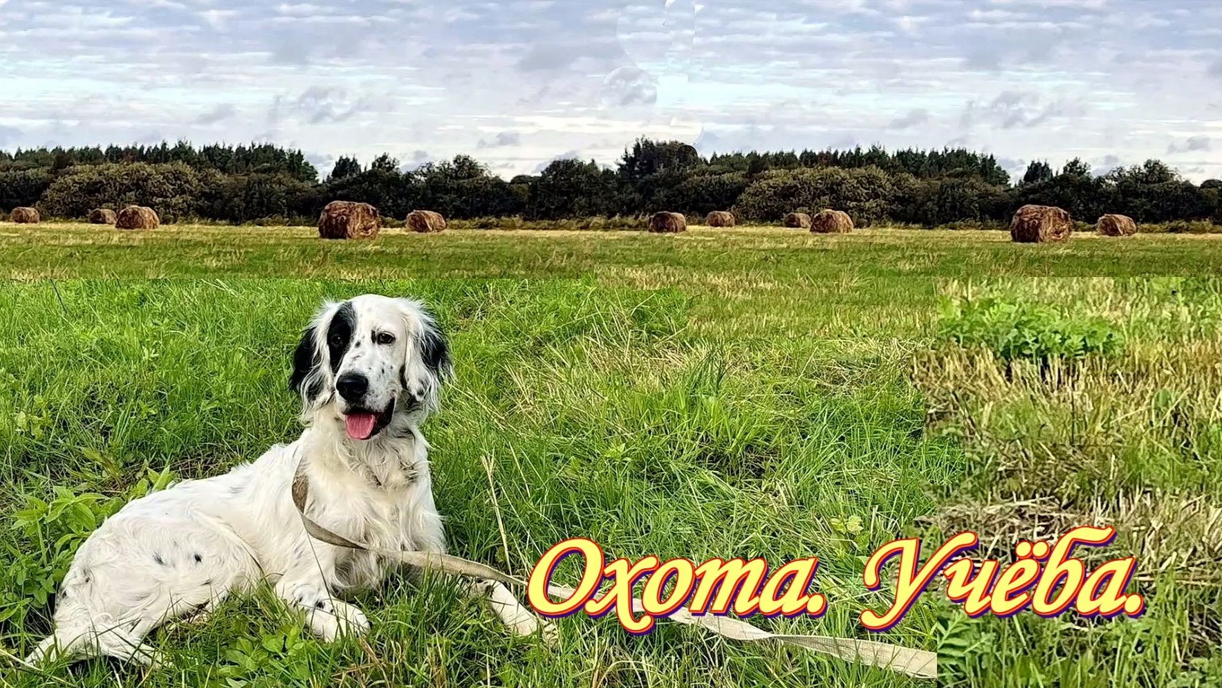 Охота на боровую, луговую дичь.