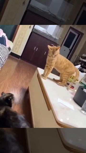 Смешные котейки)Подписываемся 😉