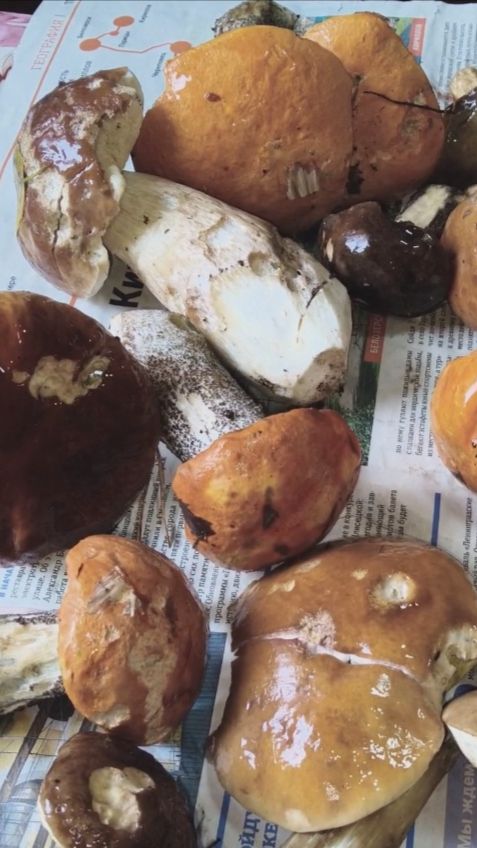 Огород для начинающих и не только: секреты высокого урожая в Карелии