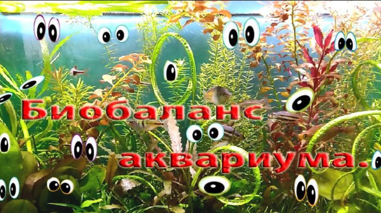 Формирование баланса газа СО2, освещения и питания растений. 
Водоросли. Борьба с водорослями.