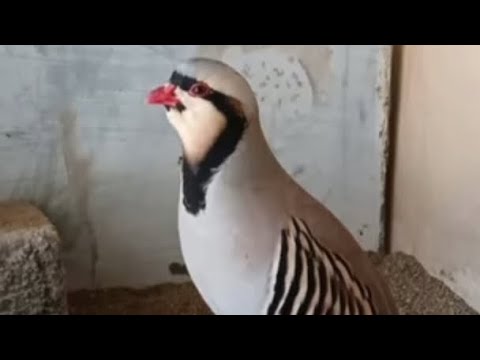Keklik Sesi Huzurdur )partridge Sound )звук куропатки )صوت الحجل )sawt Alhajal