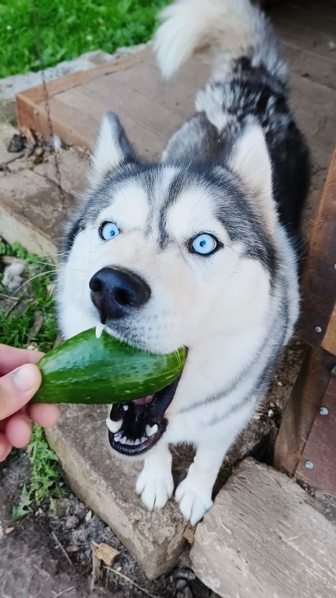 🥒Майка Любит Огурец🐶