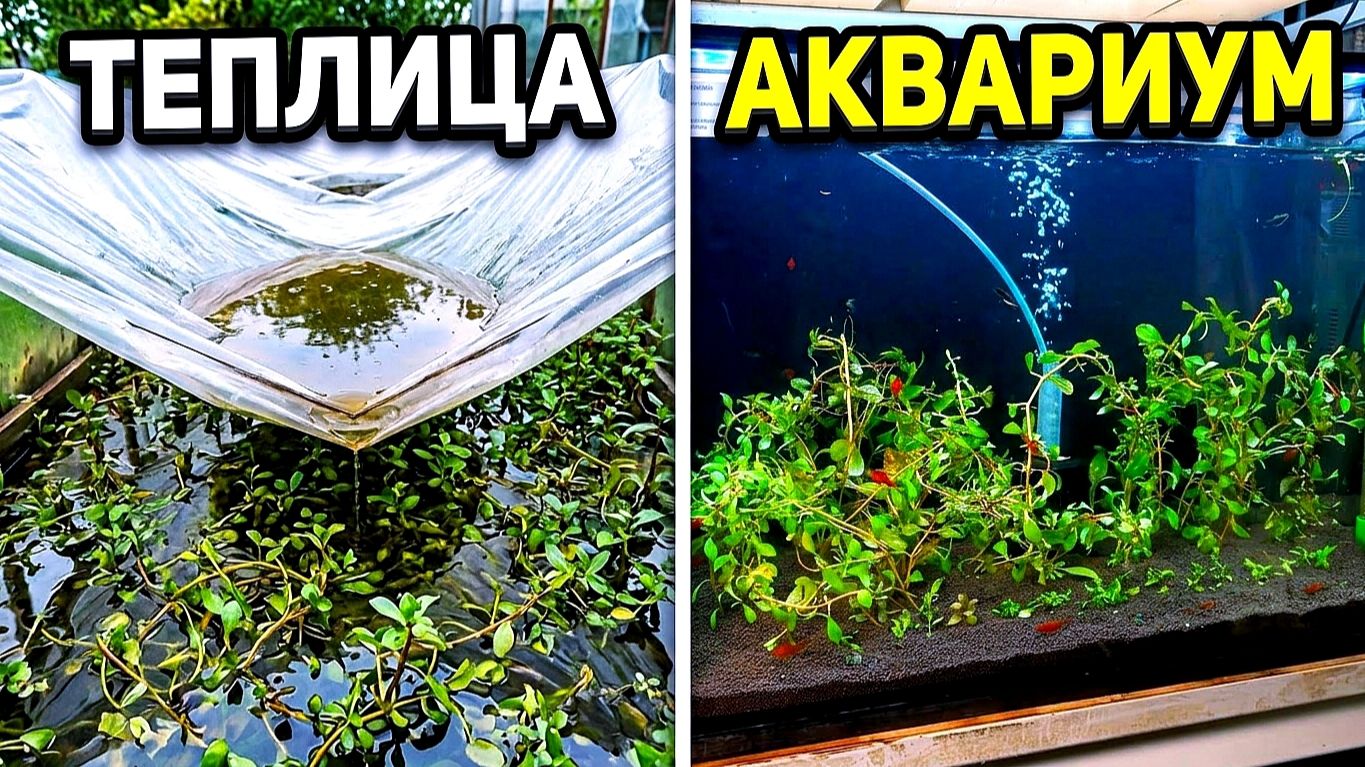 Акватеплица