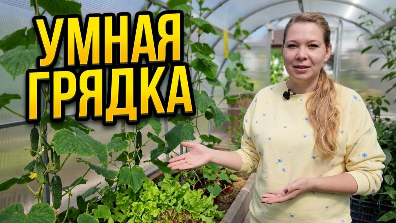 Секрет умной грядки: сажаем огурцы и салат вместе.