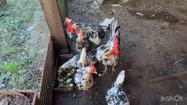 РАЗБИРАЮСЬ С БАКЛАЖАНАМИ✅/готовим с любовью 💕