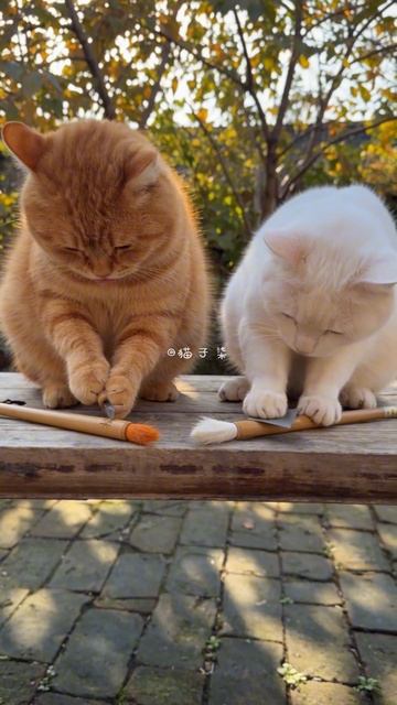 Деревенские Лапки: Кошачьи Будни 🏡🐟