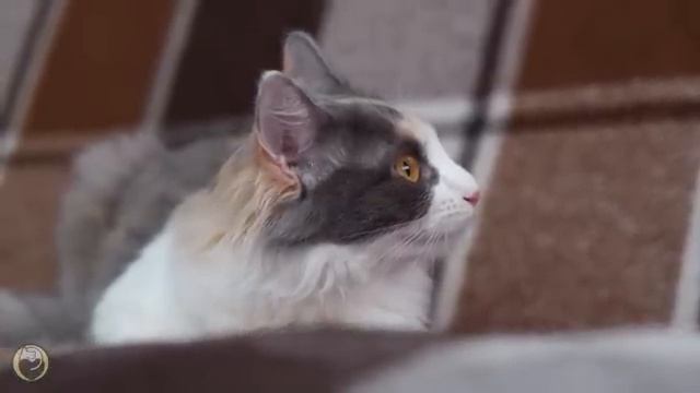 Calming Music For Cats - Peaceful Harp Music For Relaxation And Sleep [get-save.com]
