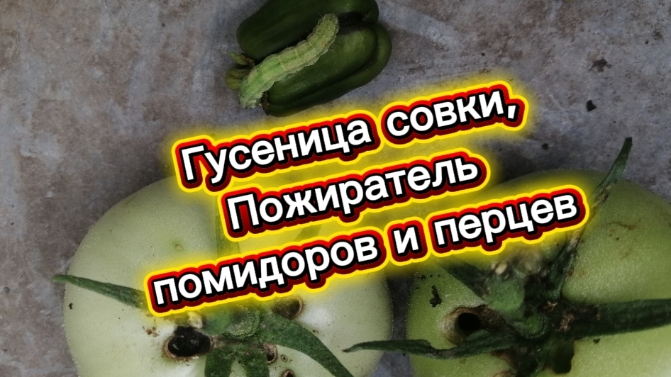 Гусеница совки, опасный вредитель, пожиратель помидоров и перцев