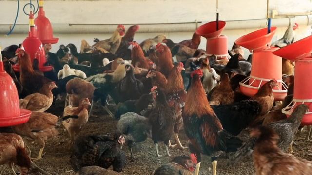 Сыплете зерно осенью? Вот почему ваши куры...