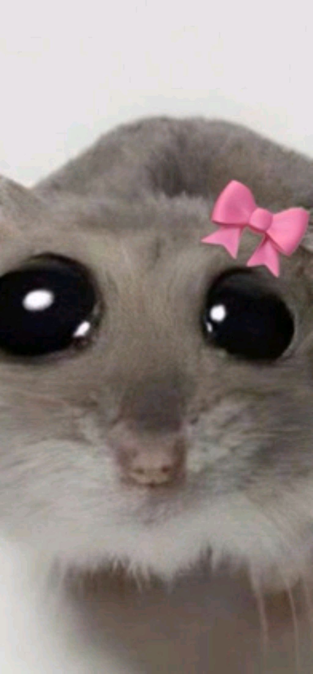 с лп