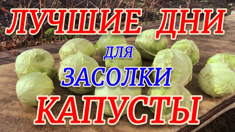 Капуста