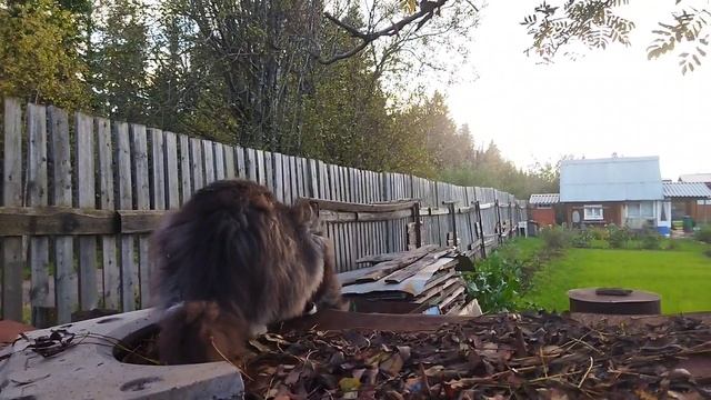 МИШКА 😻😻😻САДОВНИК 😛СПРЯТАЛСЯ ОТ МАМЫ 👩👩👩НЕ НАЙТИ 😁😁😁#кот#юмор