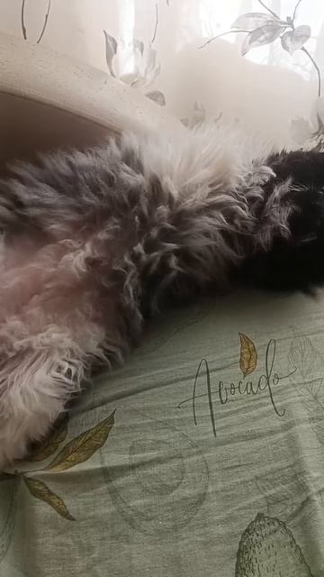 МИШКА 😻😻😻СЛИШКОМ НИЗКИЙ 😁😁😁#видосыоткота #kitten #юмор #красиваякошка