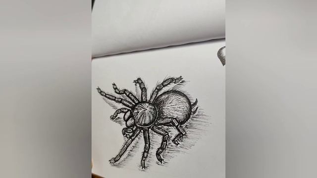 Рисую паука птицееда линерами...