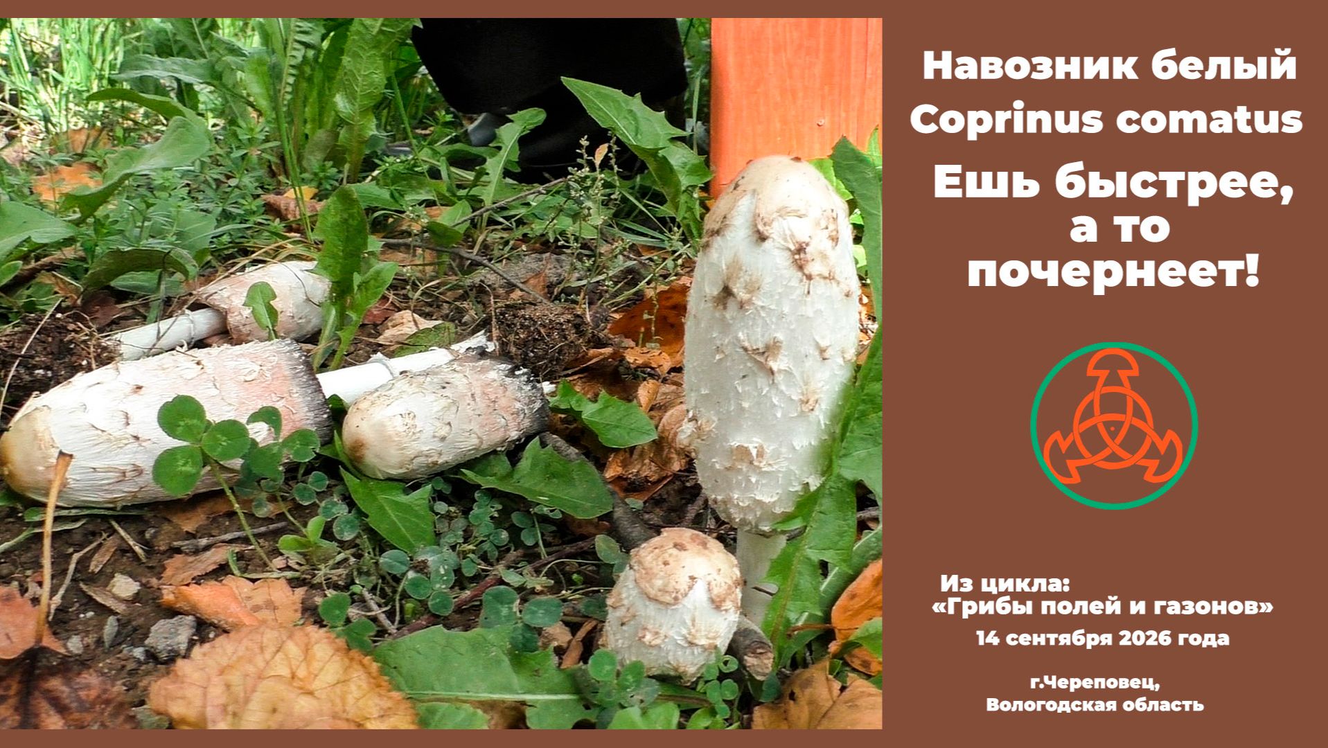 Навозник белый - Coprinus Comatus. Ешь быстрее, а то почернеет!