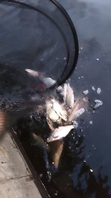 Подведение итогов фидерной рыбалки на набережной 🎣👍😁. #рыбалка #река #лещ