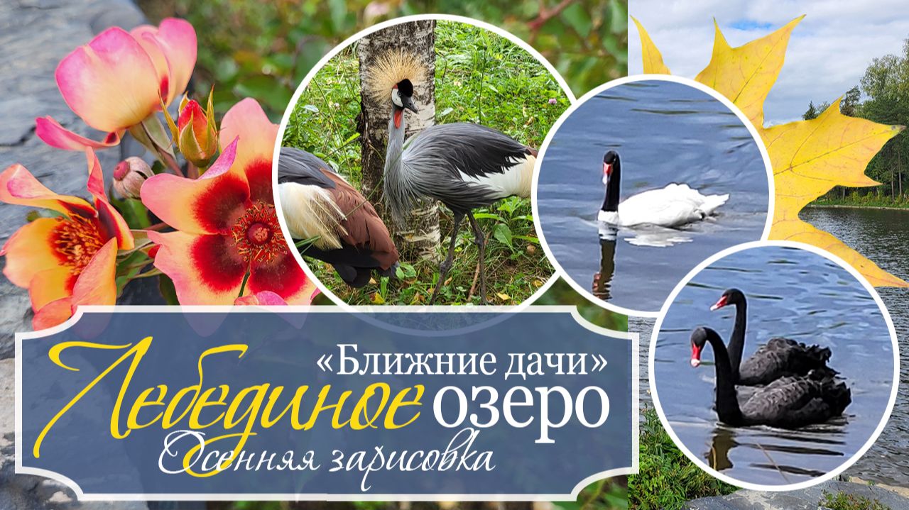 🍁Осенние дневники: ЛЕБЕДИНОЕ ОЗЕРО - "Ближние дачи": красота родной природы и труда человеческого!