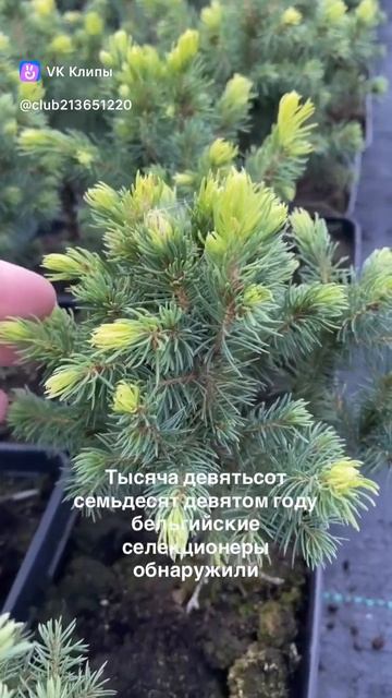 Хвойные