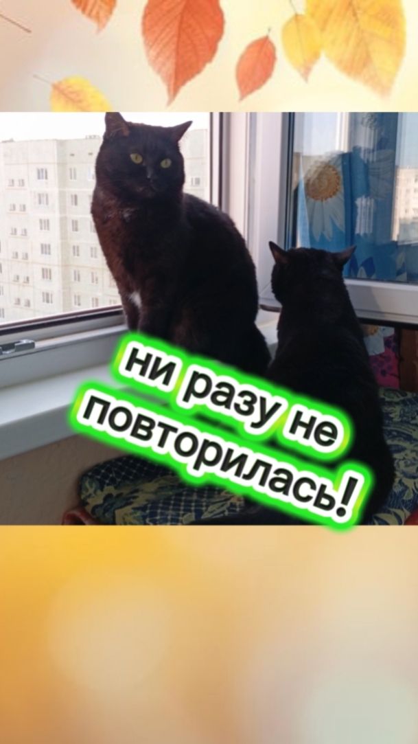 Кошки с озвучками.