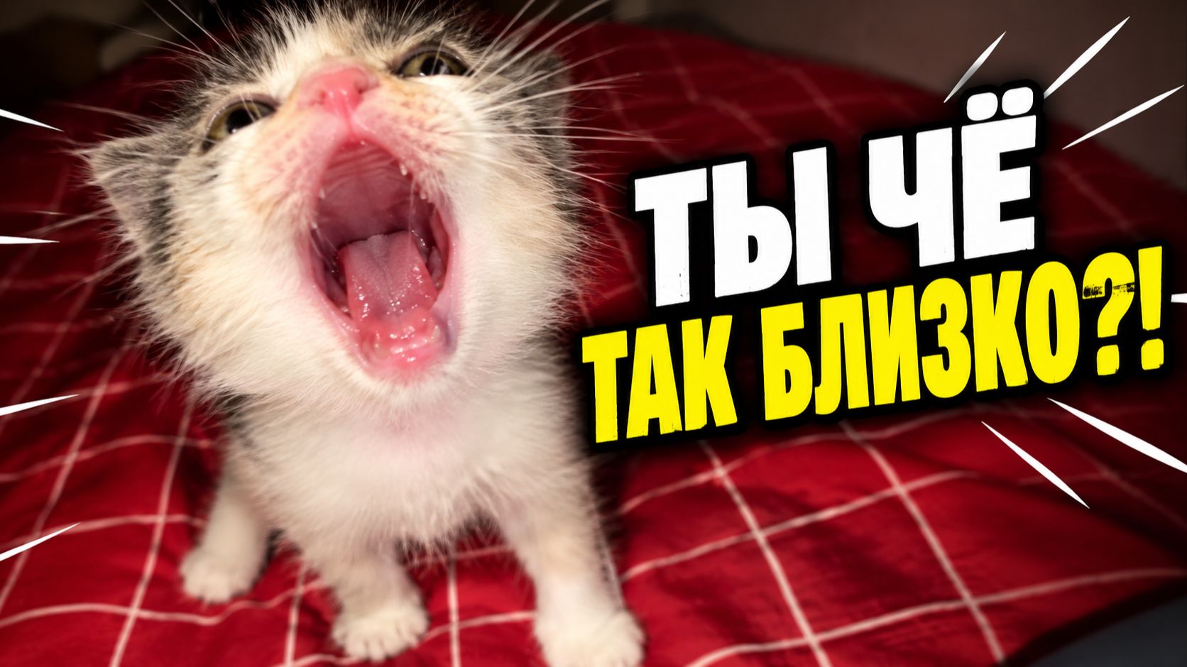 Прикольные Животные