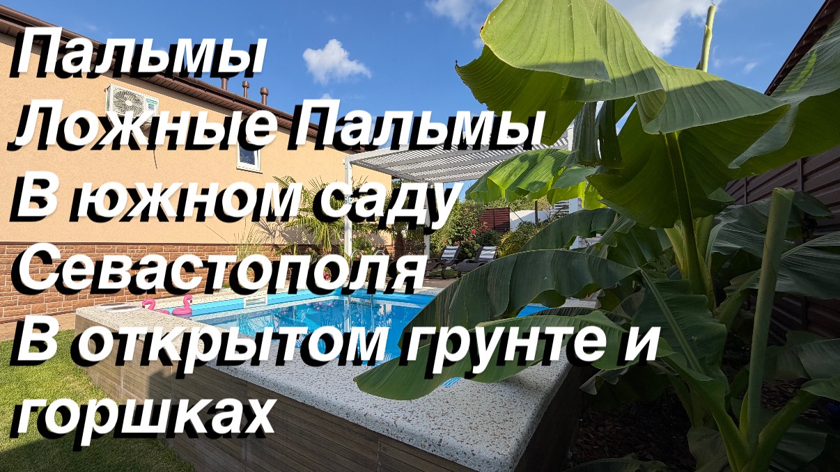 Пальмы 🌴