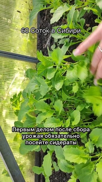 1 ложка на ведро воды и земля снова рыхлая и плодородная, лучше навоза!