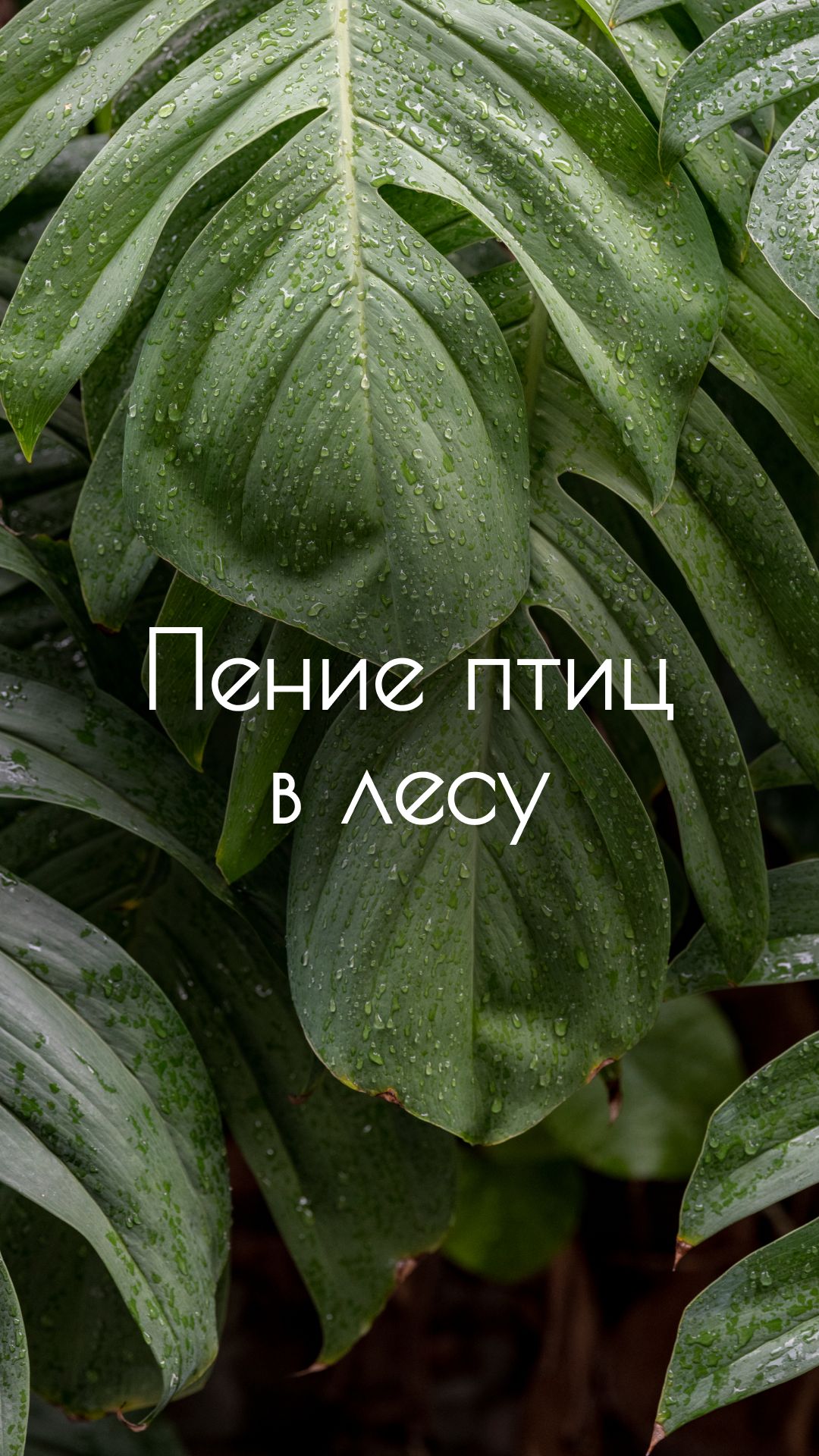 Звуки леса и пение птиц