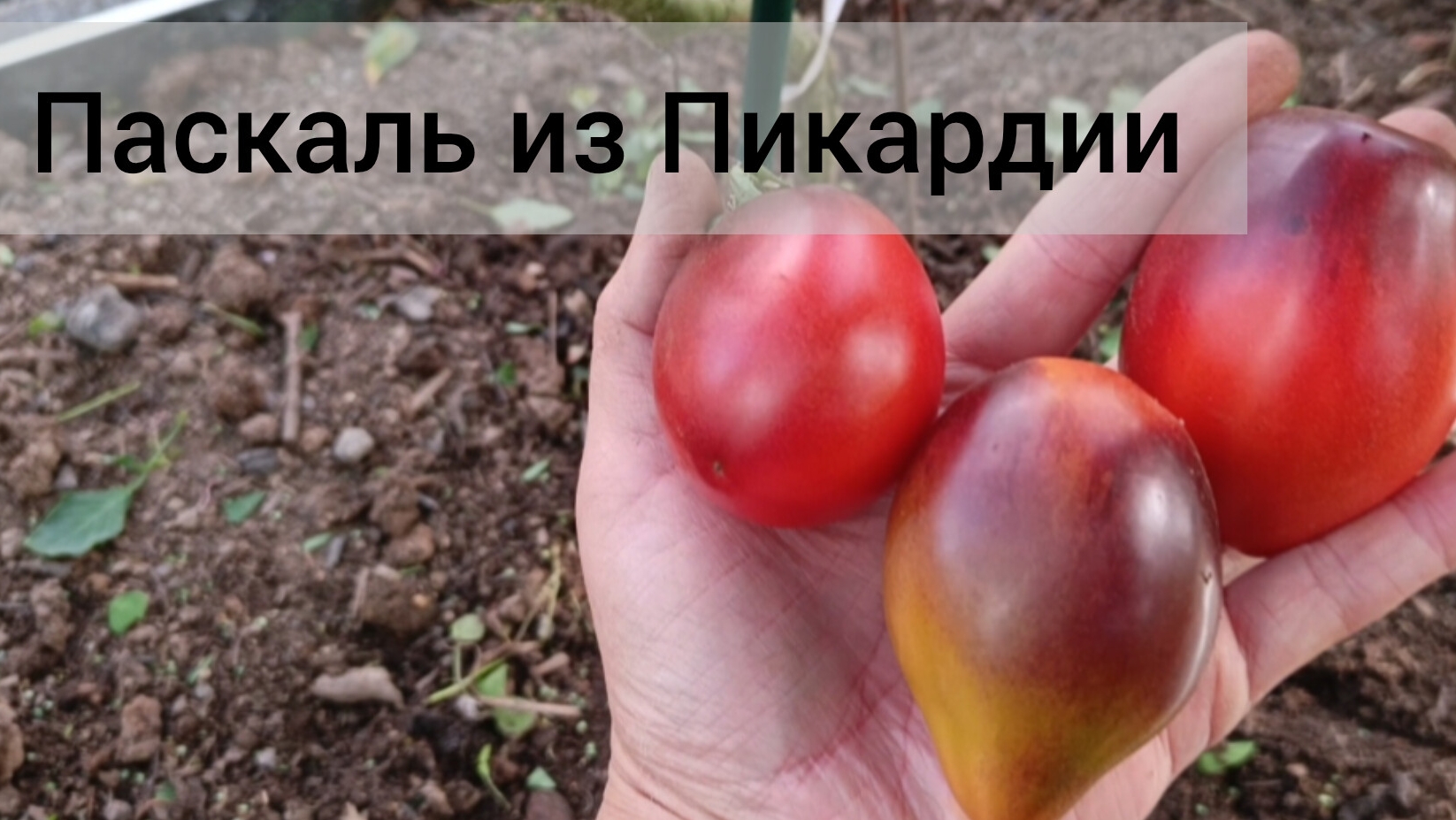 Томат Паскаль из Пикардии. Мой фаворит в этом сезоне