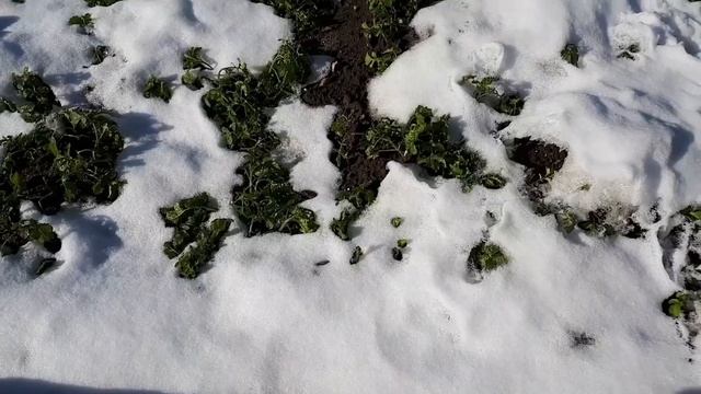 2613. ВПЛ. Почву раскисляем!