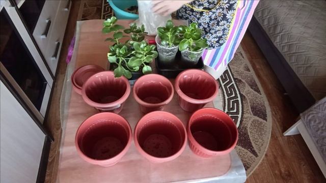 ЛИЧНОЕ, НАШИ ПИТОМЦЫ